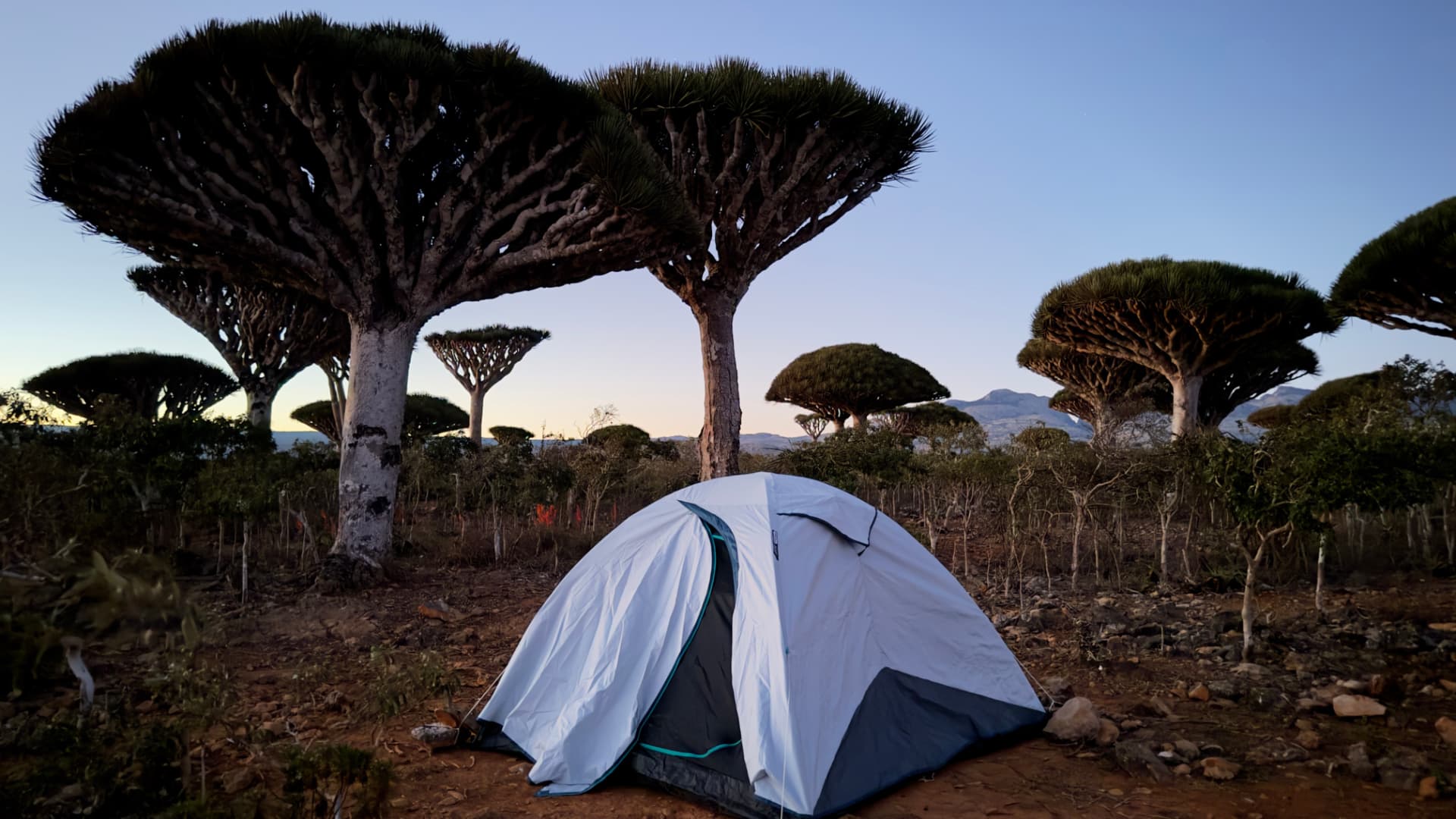 Camp tent pitched among dragon blood trees at dusk